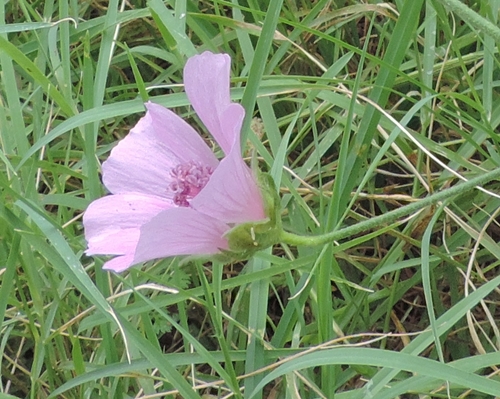 Althaea cannabina